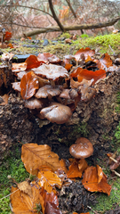 Armillaria novae-zelandiae
