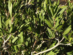 Pleradenophora bilocularis