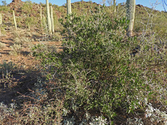 Pleradenophora bilocularis