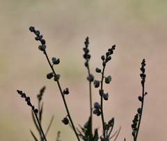 Monnina dictyocarpa