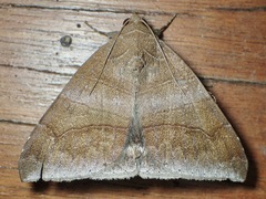Poaphilini