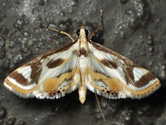 Theila siennata