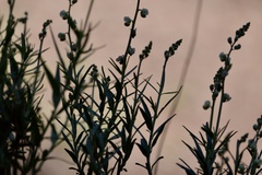 Monnina dictyocarpa