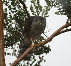 Accipiter chilensis