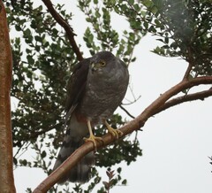 Accipiter chilensis