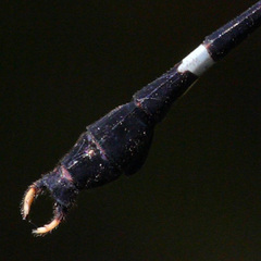 Phyllogomphoides duodentatus