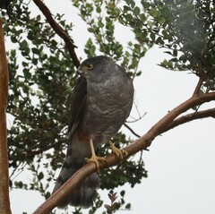Accipiter chilensis