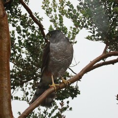Accipiter chilensis