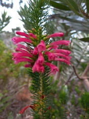 Erica abietina