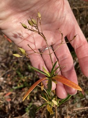 Hypericum densiflorum