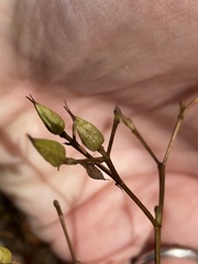 Hypericum densiflorum