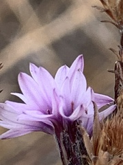 Lessingia hololeuca