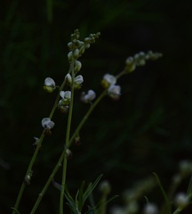 Monnina dictyocarpa