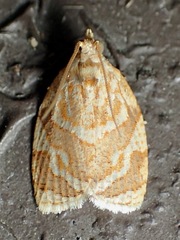 Adoxophyes templana