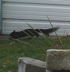 Sciurus carolinensis