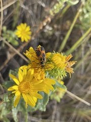 Chauliognathus basalis
