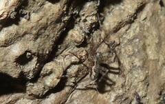 Dolomedes tenebrosus