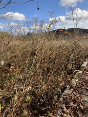 Hypericum densiflorum