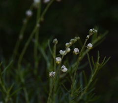Monnina dictyocarpa