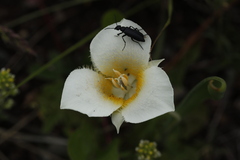 Grammoptera subargentata