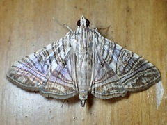 Glyphodes multilinealis