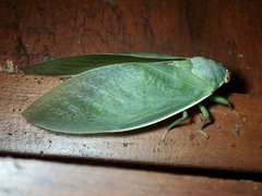 Cystosoma saundersii
