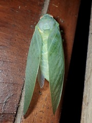 Cystosoma saundersii