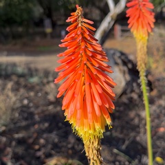 Kniphofia uvaria