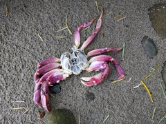 Metacarcinus gracilis