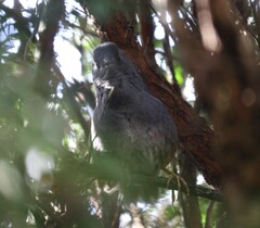 Eugralla paradoxa