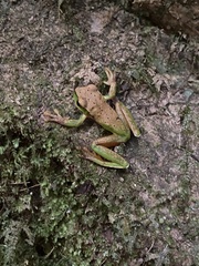 Ranoidea barringtonensis