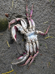 Metacarcinus gracilis