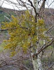 Phoradendron macrophyllum