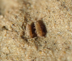 Isotomurus palustris