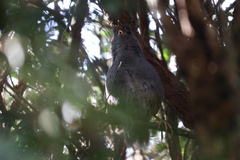 Eugralla paradoxa