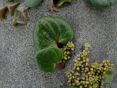 Dioscorea fastigiata