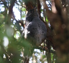 Eugralla paradoxa