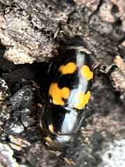 Glischrochilus fasciatus