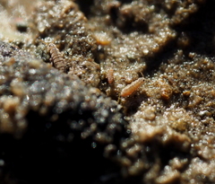 Isotomurus palustris