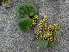Dioscorea fastigiata