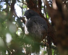 Eugralla paradoxa