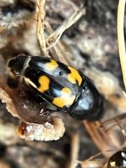 Glischrochilus fasciatus