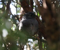 Eugralla paradoxa