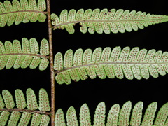 Cyathea surinamensis
