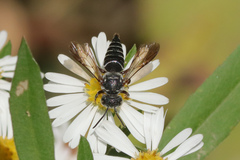 Coelioxys