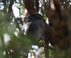Eugralla paradoxa