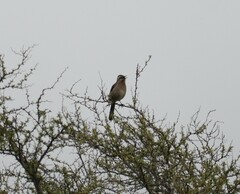 Mimus thenca