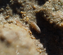 Isotomurus palustris