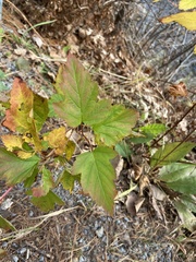 Physocarpus opulifolius