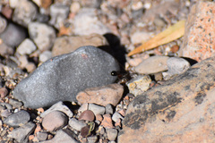 Novomessor albisetosus